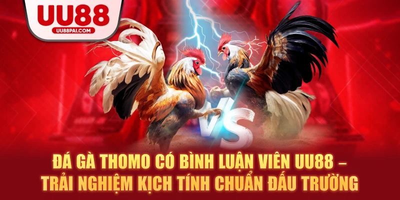 Đá gà Thomo có bình luận viên UU88 – Trải nghiệm kịch tính chuẩn đấu trường - sivip.run