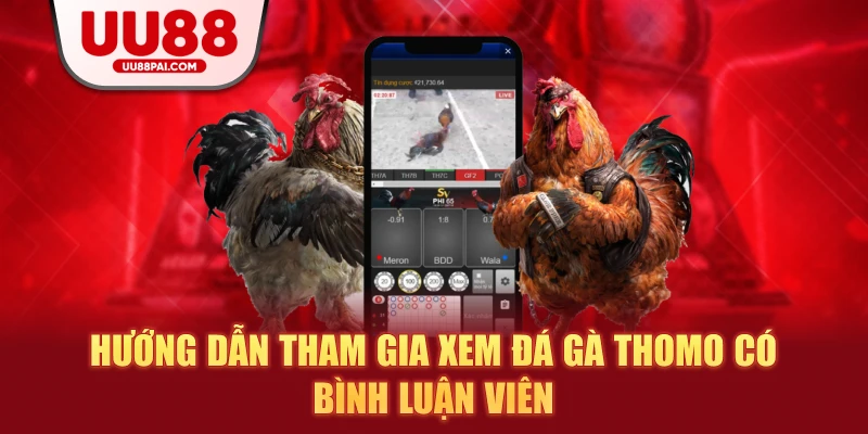 Đá gà Thomo có bình luận viên UU88 – Trải nghiệm kịch tính chuẩn đấu trường - sivip.run